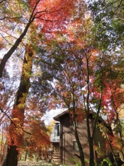 ある別荘の紅葉2