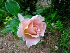 庭のバラ2