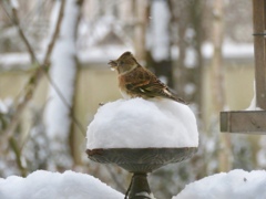 雪にも負けず2