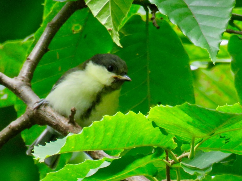 シジュウカラ幼鳥