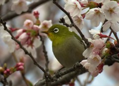 やっと咲いたぞ！