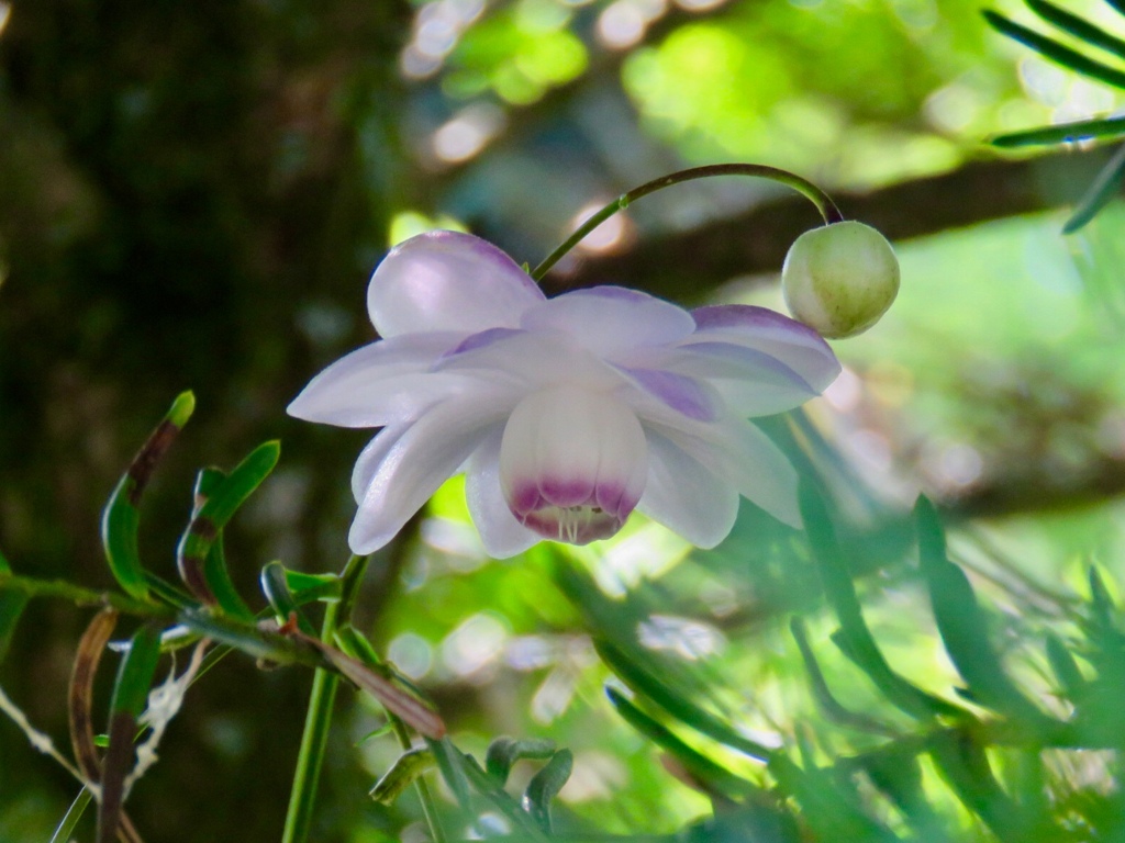 開花した