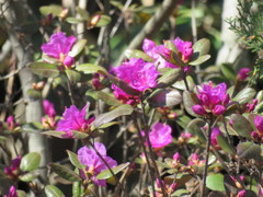 まだ桜も咲いてなのに