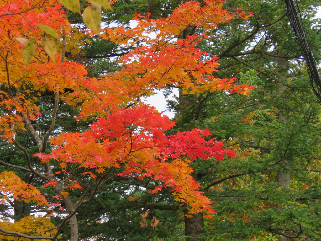 近所の紅葉1