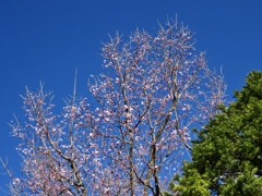 近所の大山桜