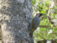 今朝の野鳥１