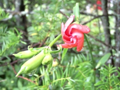 節黒仙翁の蕾