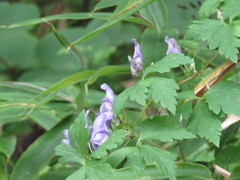 茂みから顔を出す