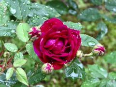 梅雨の薔薇4