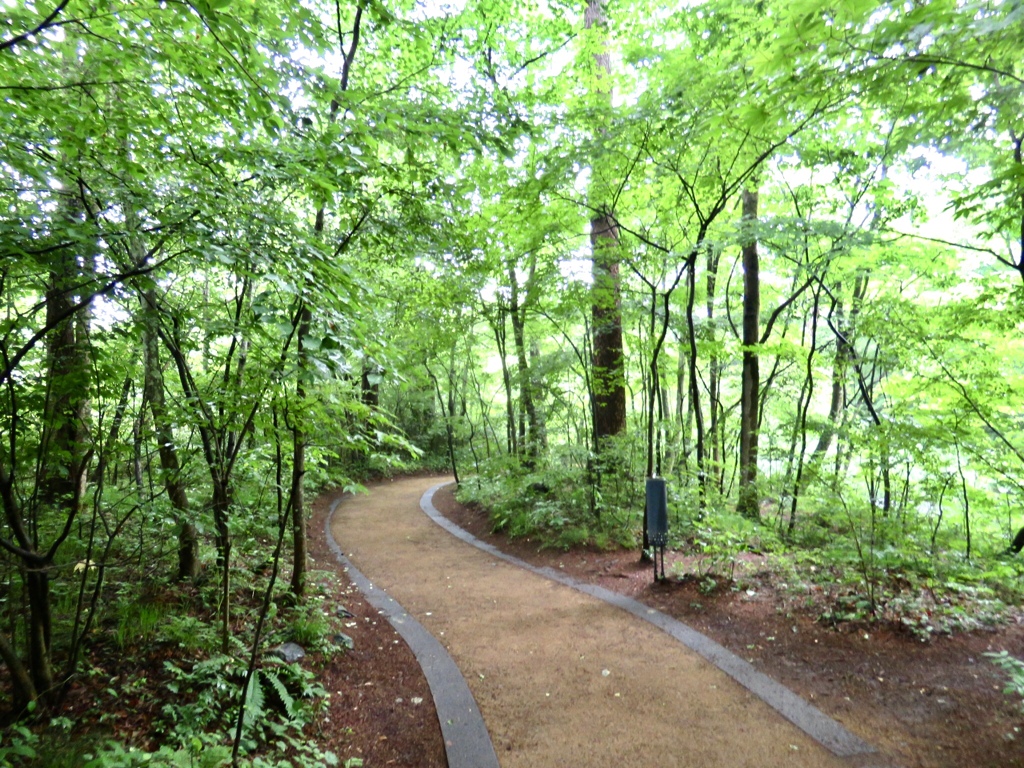 今朝の散歩道1