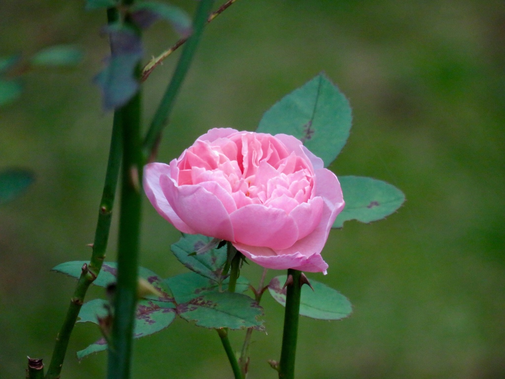 秋薔薇のアルンウイック・キャッスル