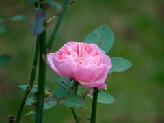 秋薔薇のアルンウイック・キャッスル