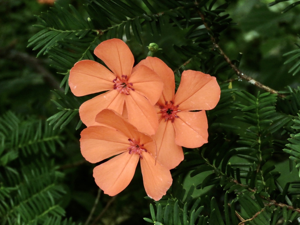 節黒仙翁の花
