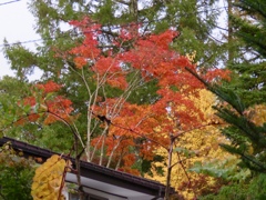 近所の紅葉11