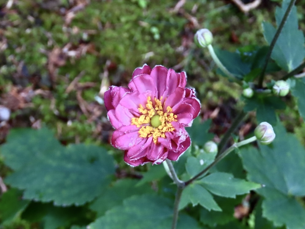 八重咲き秋明菊