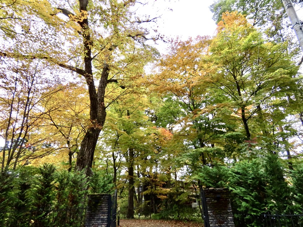 お向かいの紅葉