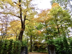 お向かいの紅葉