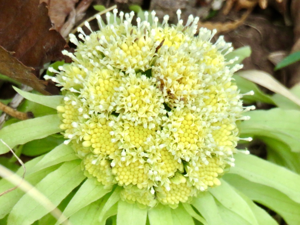 フキの花