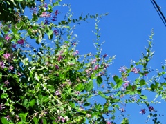 萩の花と青空