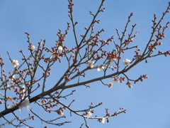 近所の梅の花