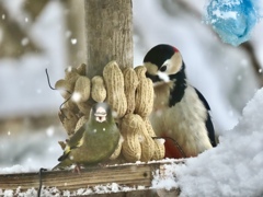 雪と野鳥①