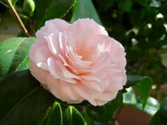 サンルームの花1