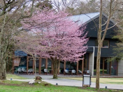 村民食堂の桜