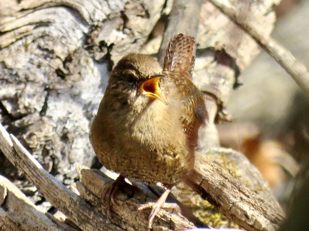 初鳴き2