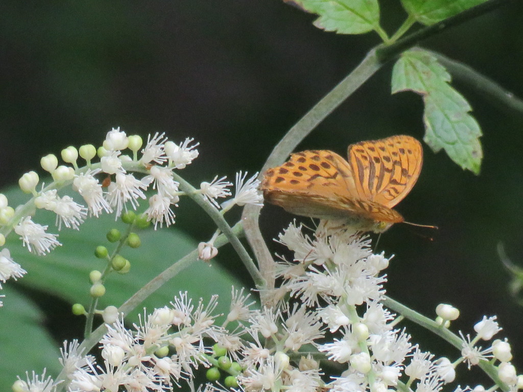 サラシナショウマと蝶