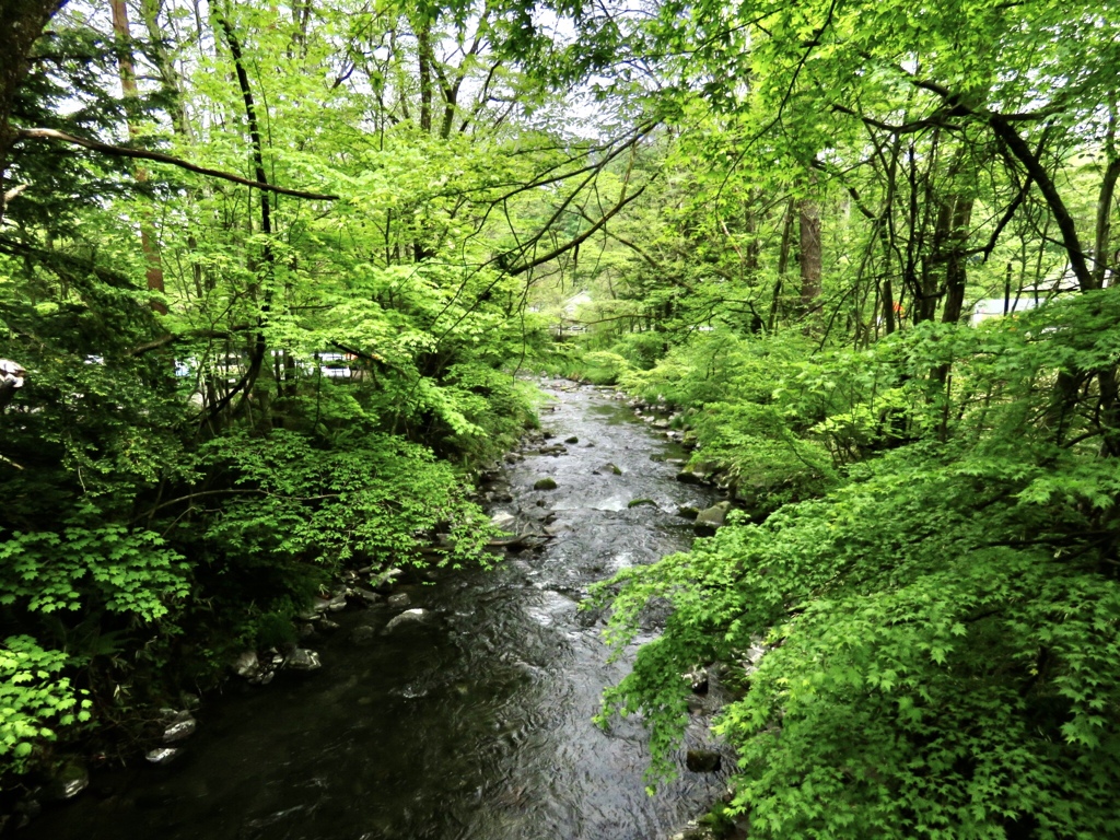 新緑の湯川
