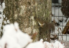 鼻の頭に