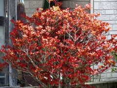 紅葉の先駆け2