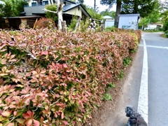 ドウダンツツジ①