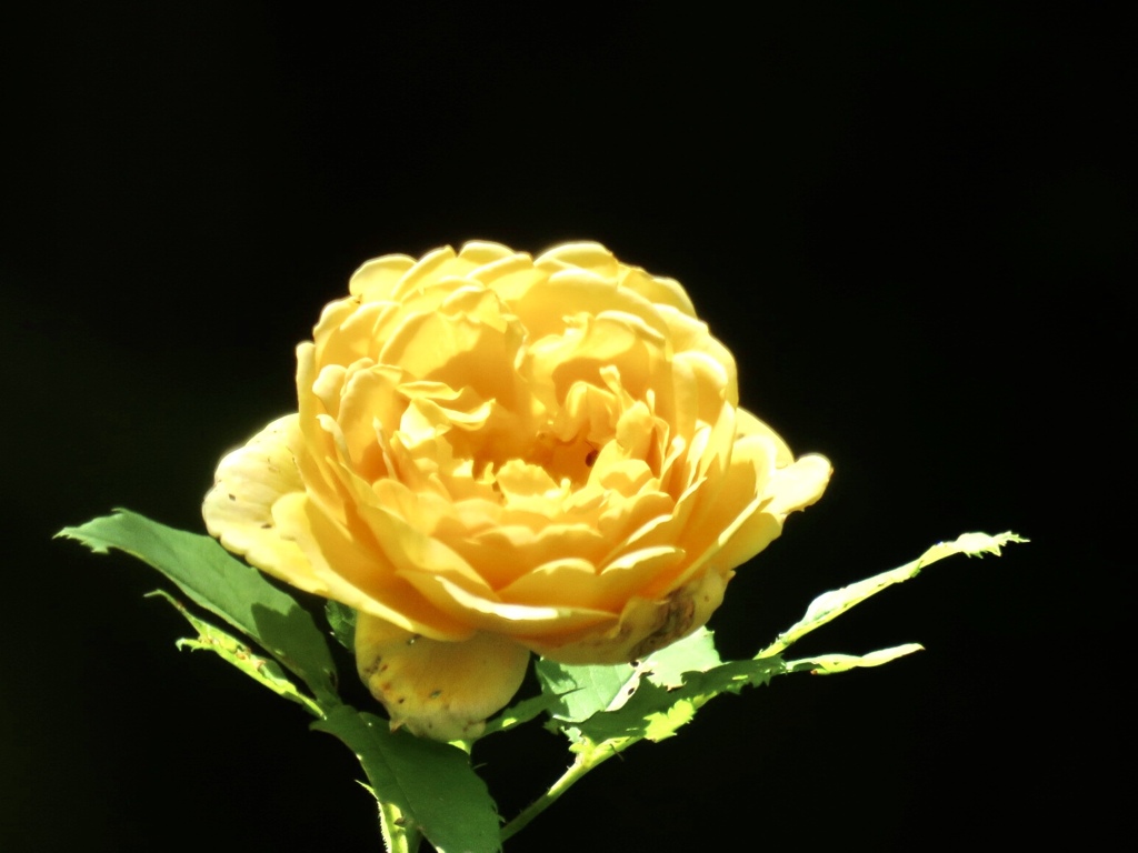 庭の薔薇