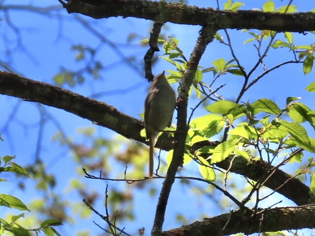 野鳥発見4