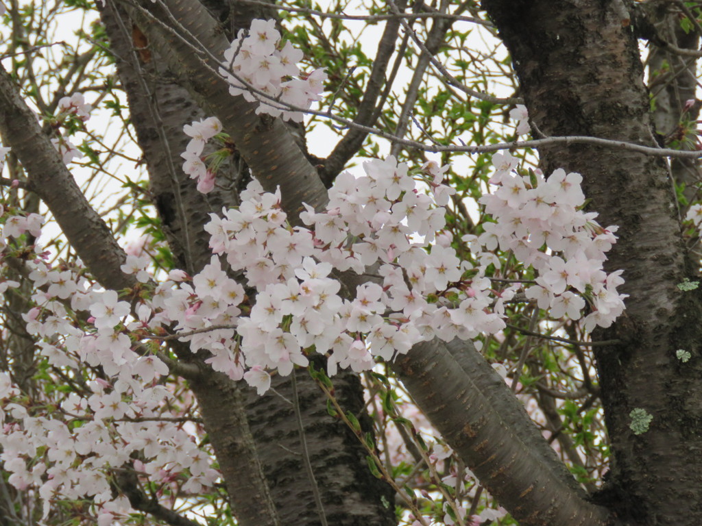 街中の桜6