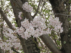 街中の桜6