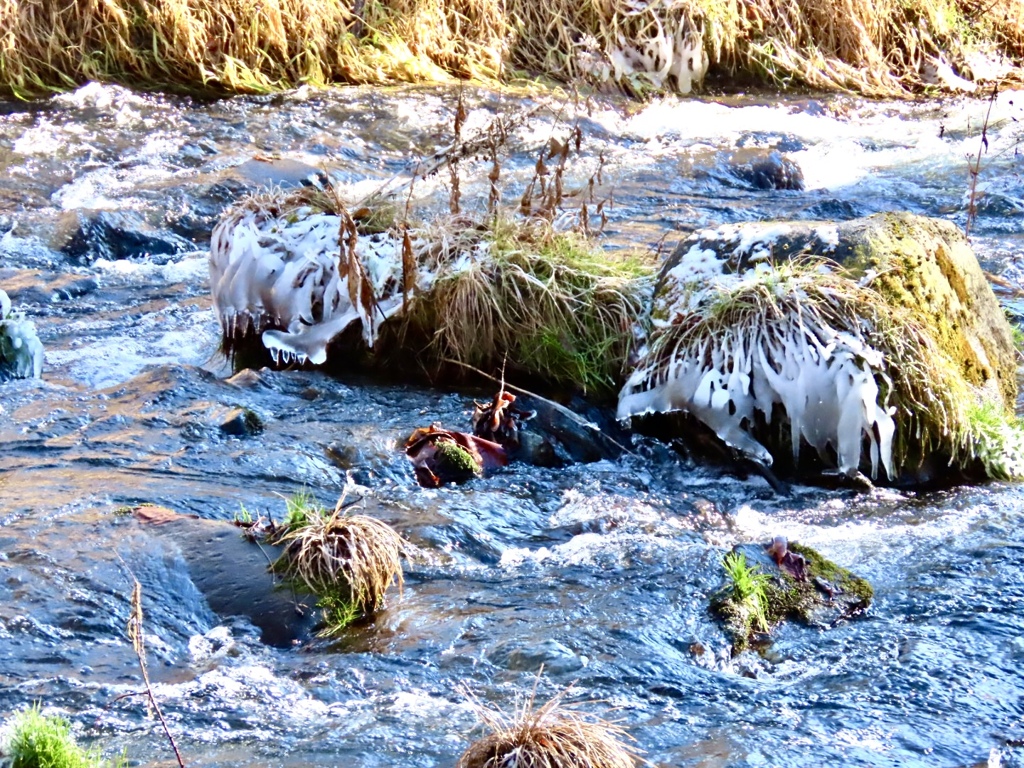 湯川の冬の風物詩⑧