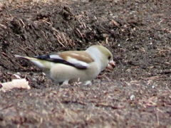シメ(若鳥？)