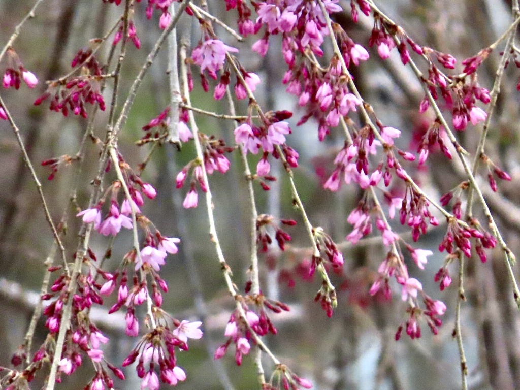 紅枝垂れ桜