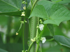 モロッコインゲンの花