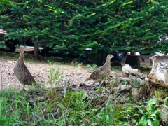 キジの若鳥達