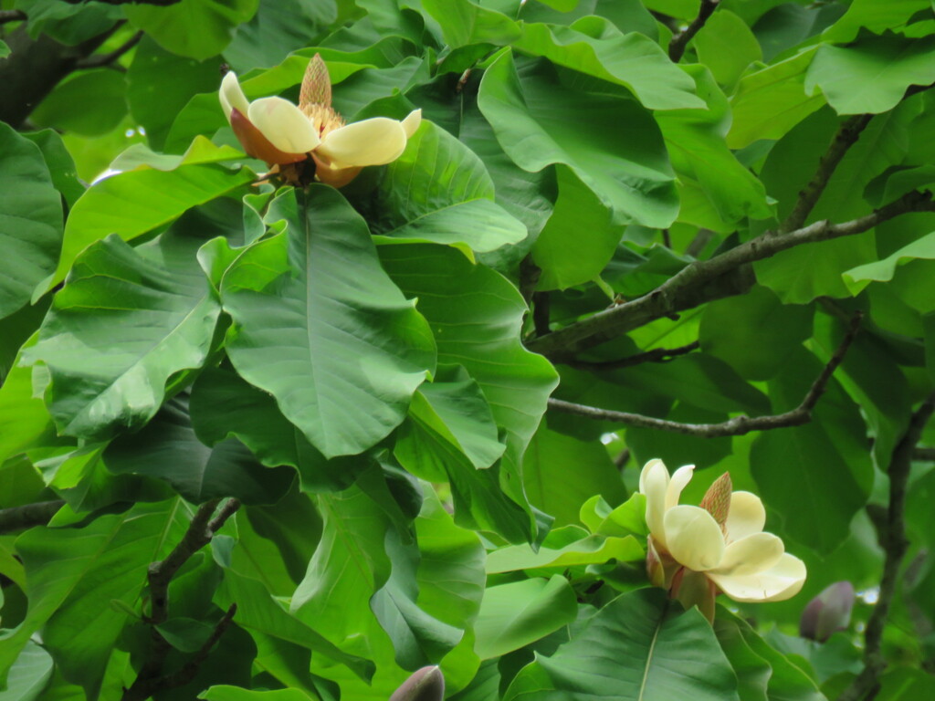 ホウノキの花