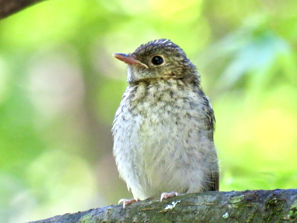 幼鳥4