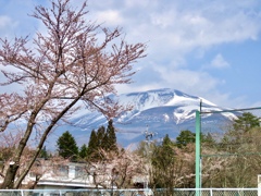 公園の桜と浅間山
