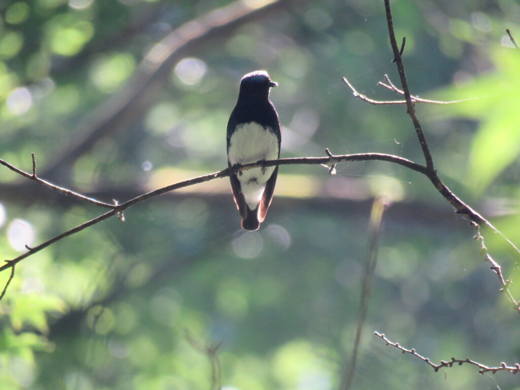 オオルリのオス