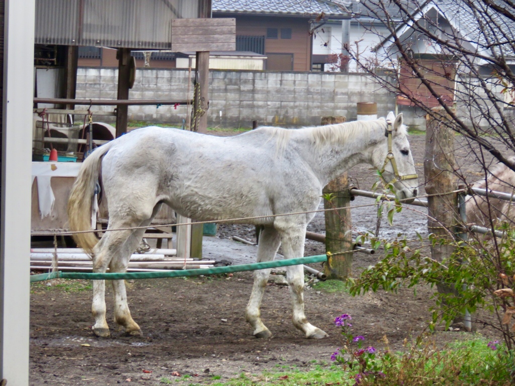 セラピーホース