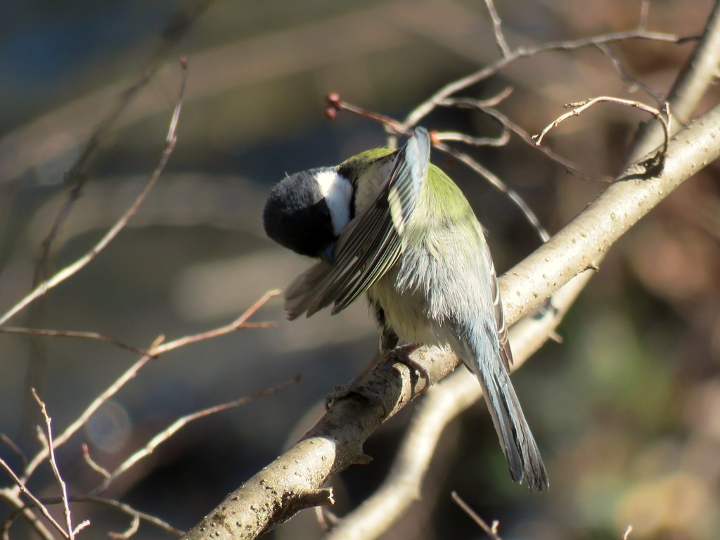 羽繕いするシジュウカラ
