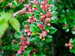 これはなんでしょう？