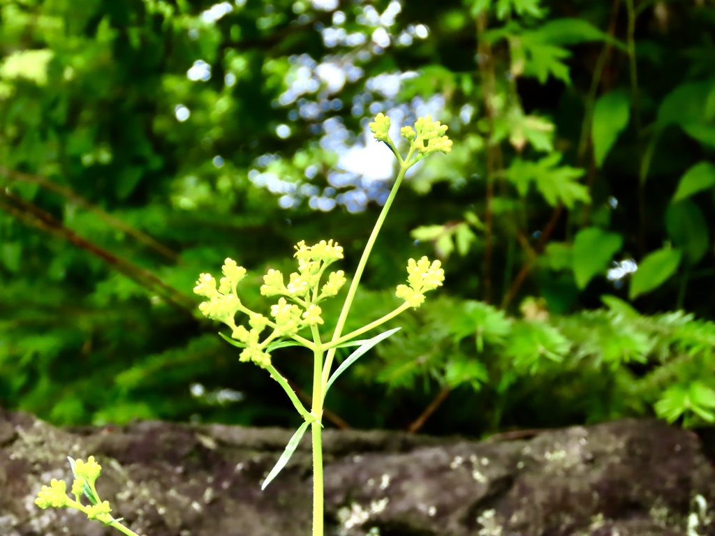 秋の花